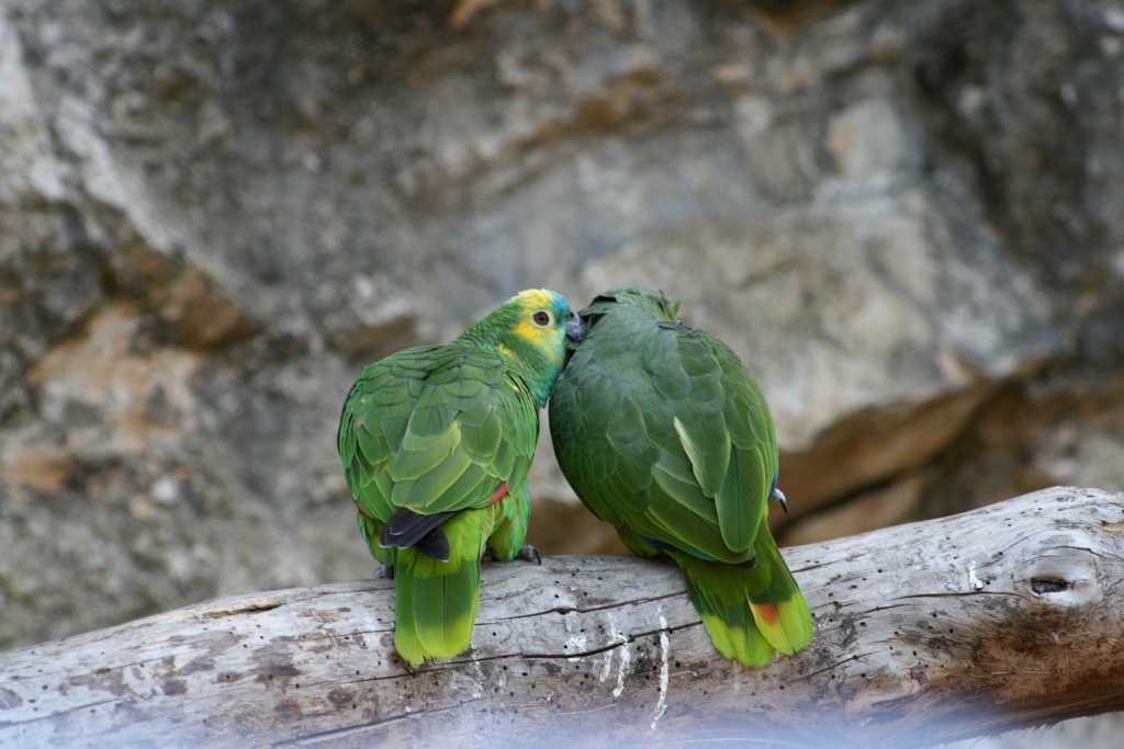 Zoo de La Barben Sans_t67