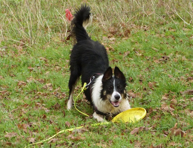 CLICKER - le sujet de la rééducation de Gipsi jeune border collie en FA - Page 11 P1110712