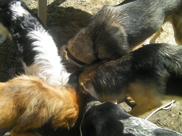 photos de ma meute et des chiens en famille d'accueil - Page 4 Sany0910