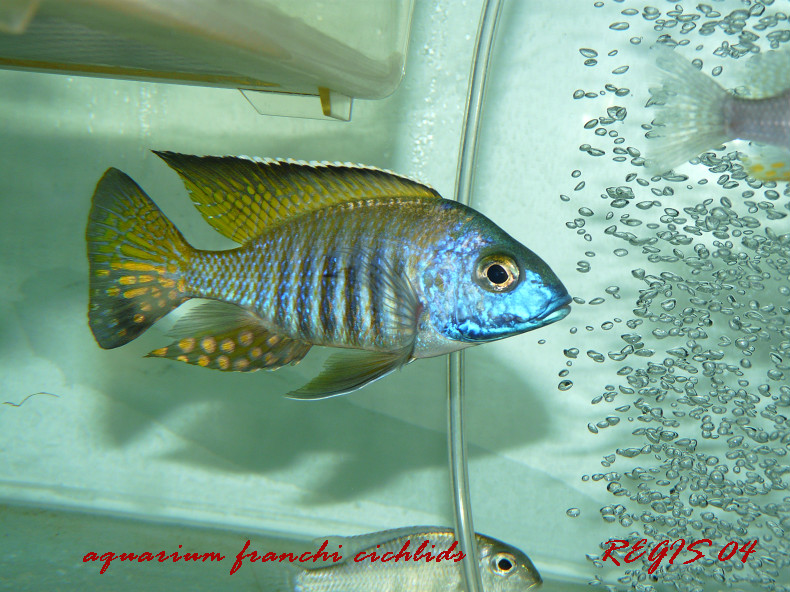 Arrivage de malawi chez Franchi-cichlids Aulono10