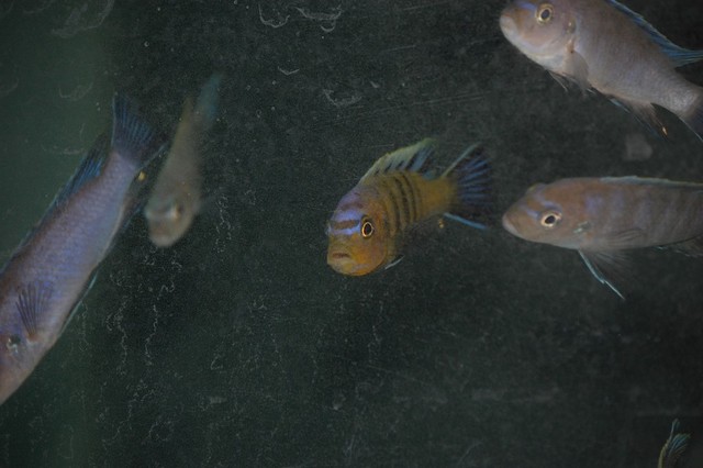 Arrivage de malawi chez Franchi-cichlids Dsc01210