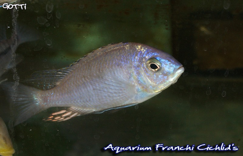 Arrivage de malawi chez Franchi-cichlids suite Dsc01611