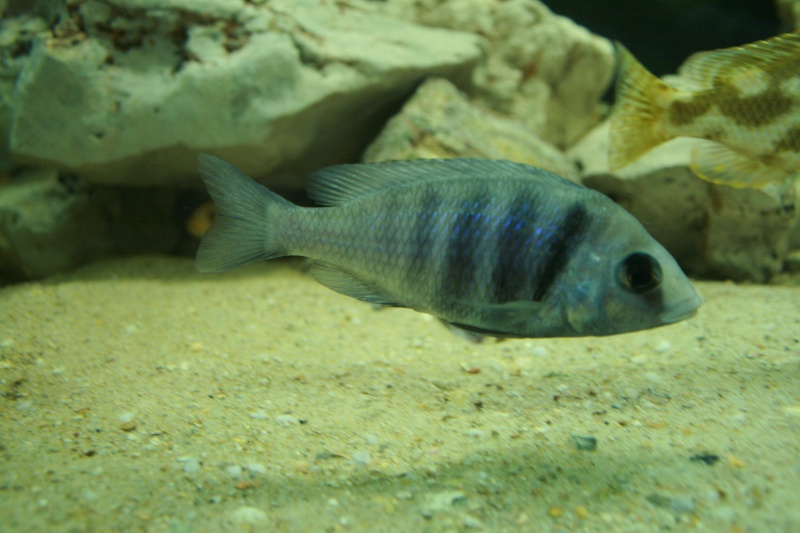 Placidochromis phenochilus tanzania Img_1710