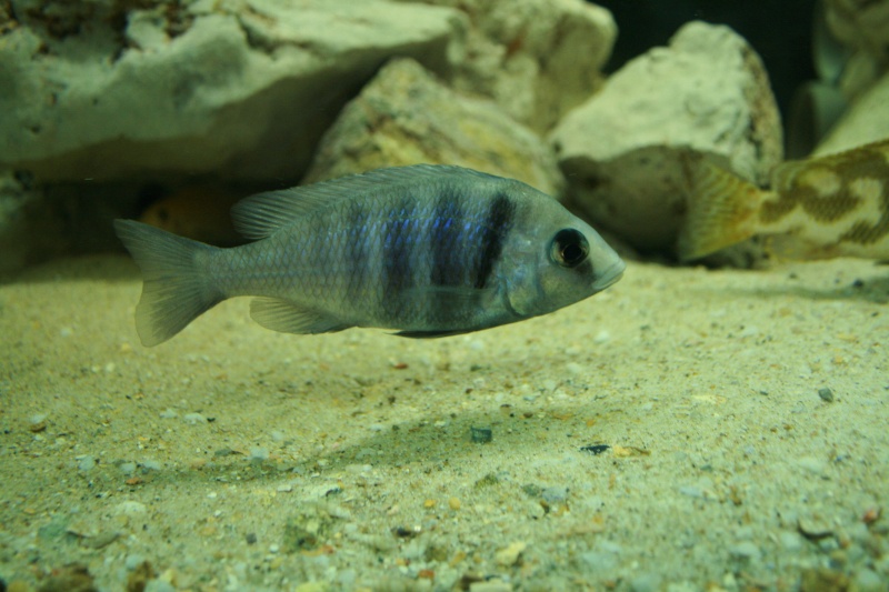 Placidochromis phenochilus tanzania Img_1711