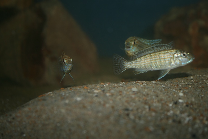 Nouveaux arrivant "Labidochromis Flavigulis" Img_2812