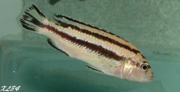 Melanochromis parallelus Melano14
