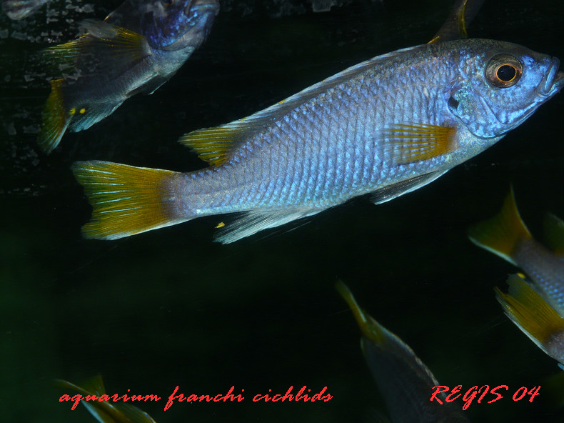 Arrivage de malawi chez Franchi-cichlids Peudot10