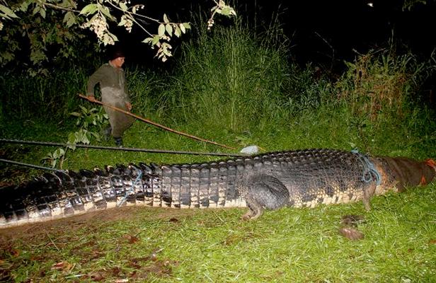 Plus gros crocodile du monde aux Philippines : 6m40 Crocod10