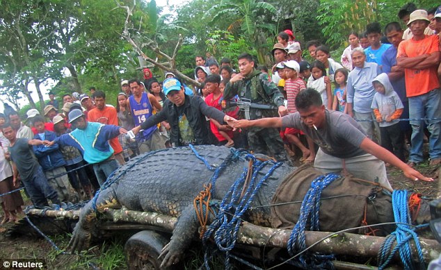 Plus gros crocodile du monde aux Philippines : 6m40 Crocod11
