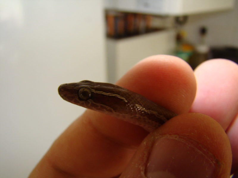 Boaedon fuliginosus Het. Albino B210