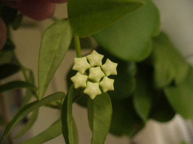 Une floraison en vue aussi [Hoya bella] P1080210