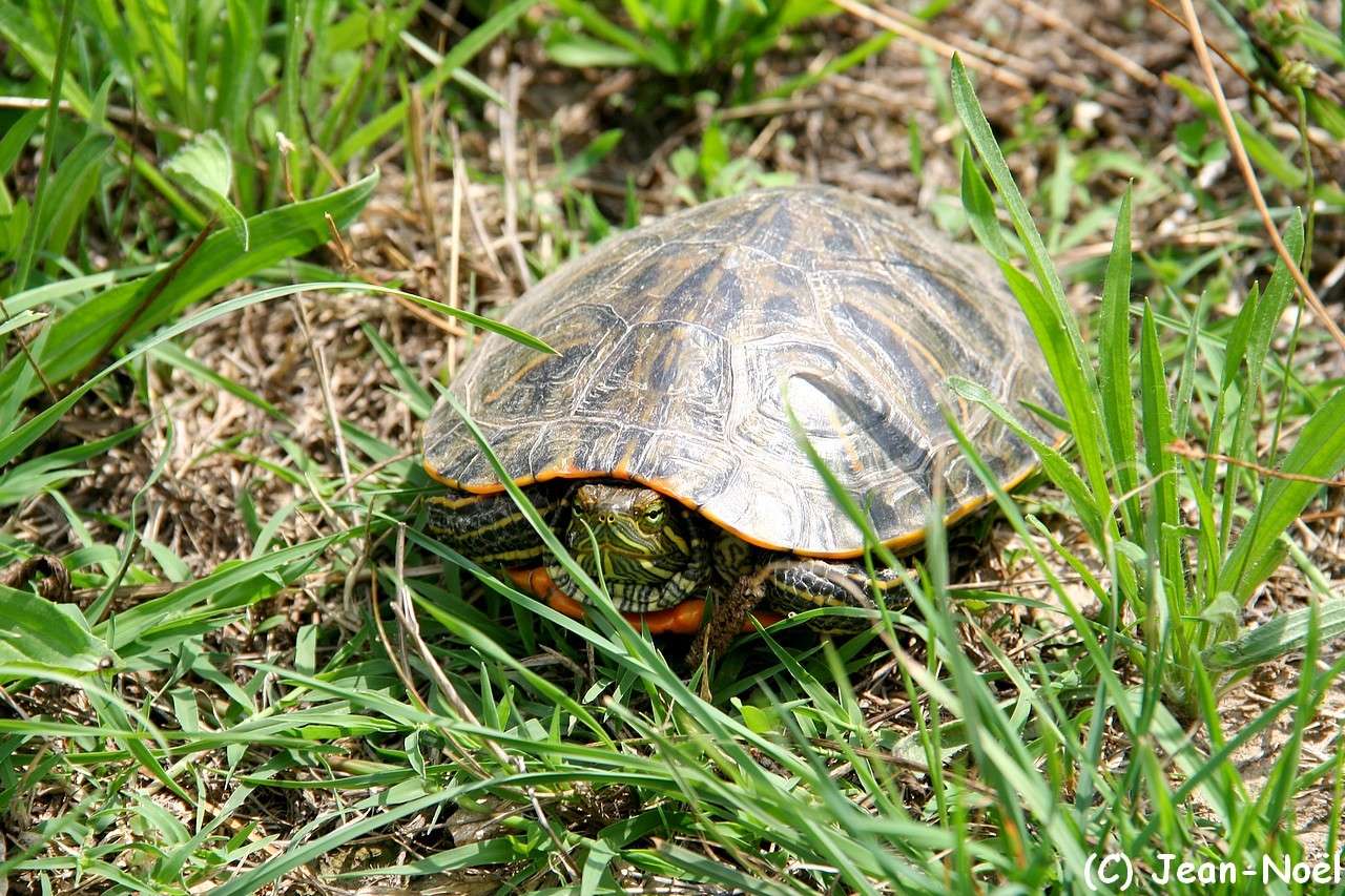 Tortue de Floride (Trachemys scripta elegans) 21210