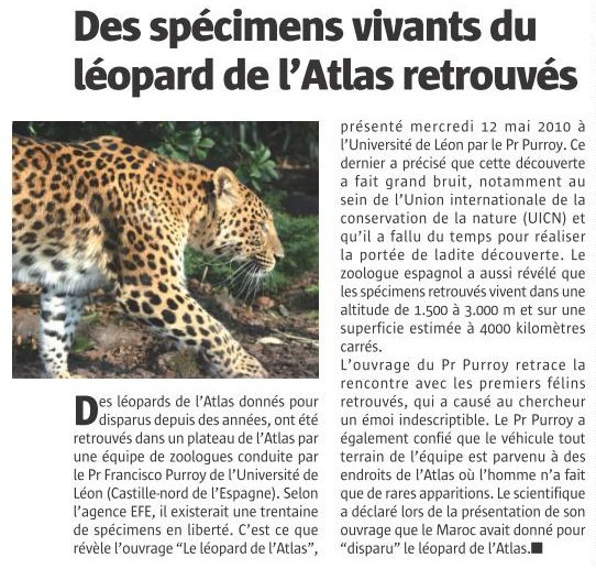 Des spécimens vivants du leopard de l'Atlas que l'on pensait disparu ont été retrouvés Leopar10