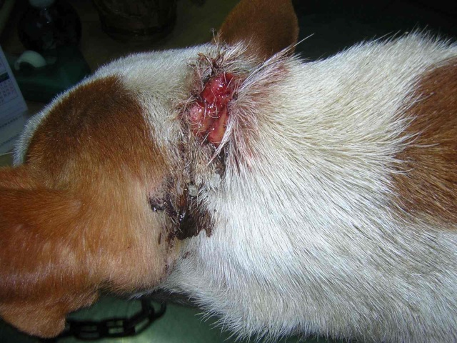 Vidal, podenco martyr à l'adoption Vidal311