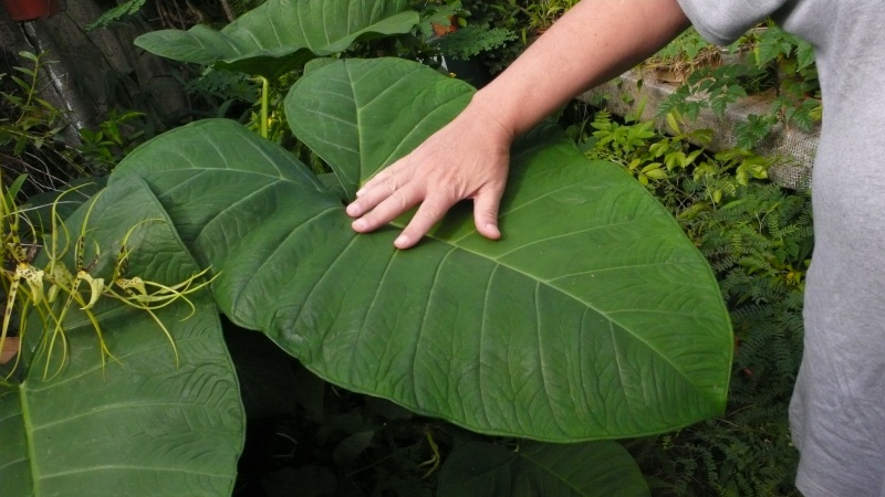 alocasia wendii P1020716