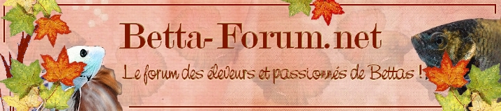 Betta-Forum Jurabetta