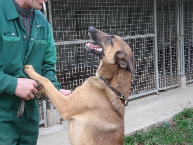 Avrel X Malinois de 4 ans (54) Avrel_13