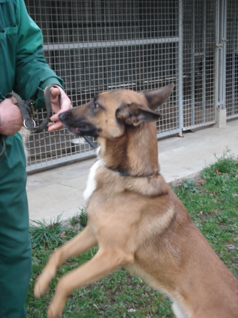 Avrel X Malinois de 4 ans (54) Avrel_14