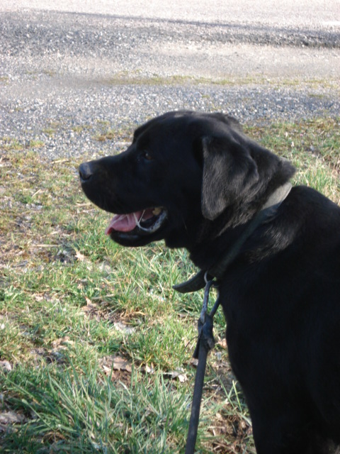 Black labrador de 5 ans Black_17