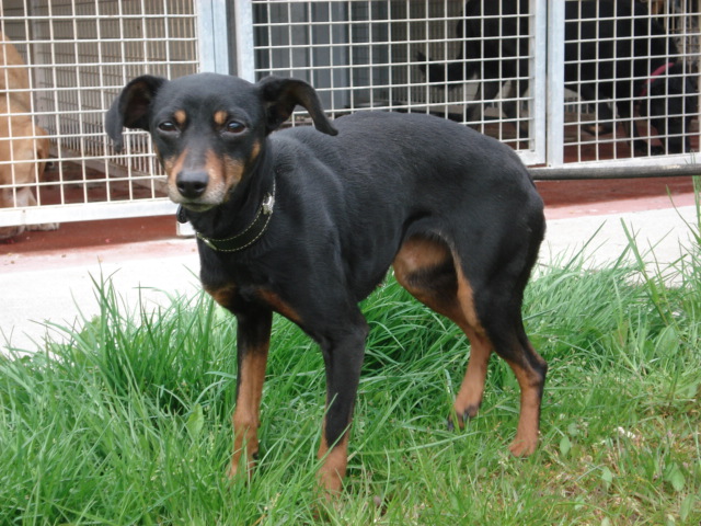 Bonnie croisée Pinscher de 5 ans à toul (54) Bonnie10