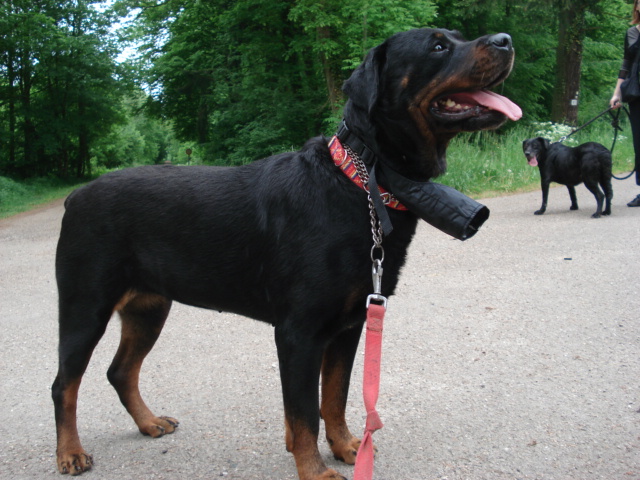 Tara, rottweiller de 6 ans Dsc04310