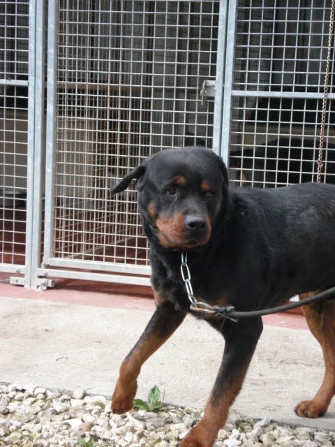 Nelson Rottweiller de 6 ans (54) Nelson11