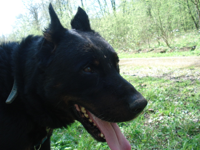 Sako Beauceron de 7 ans Sarko_33