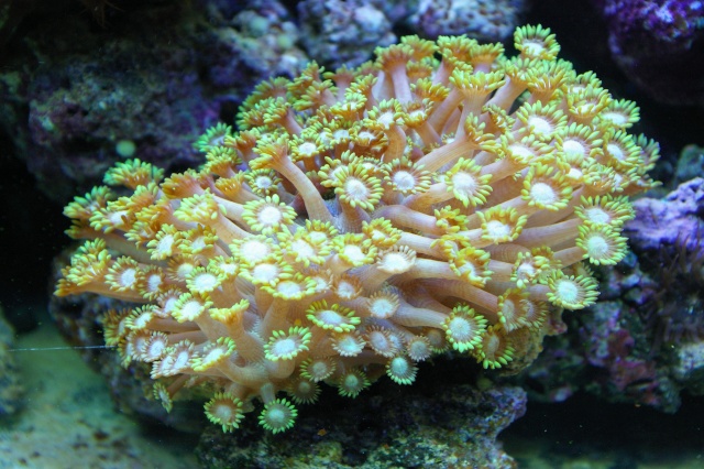 les coraux de Laurent Imgp7910