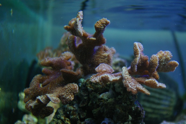 les coraux de Laurent Imgp8416