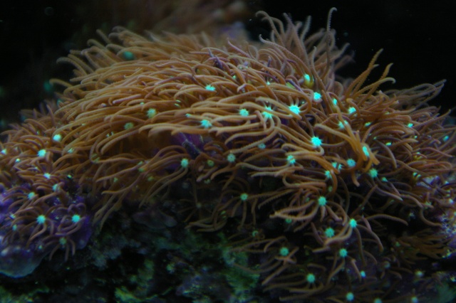 les coraux de Laurent Imgp8419
