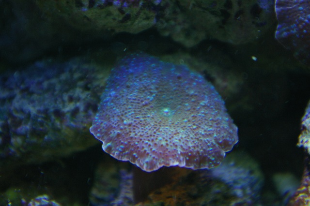 les coraux de Laurent Imgp8430