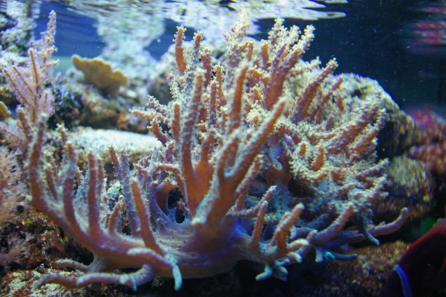 les coraux de Laurent Imgp8433