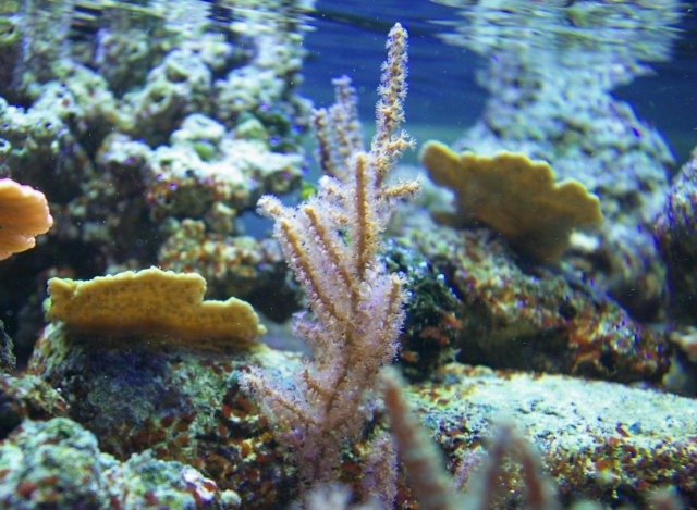 les coraux de Laurent Imgp8434