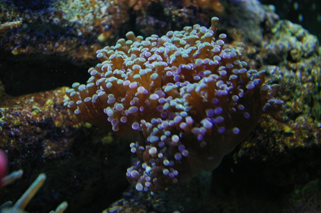 les coraux de Laurent Imgp8439