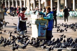 lettre modèle au maire de Venise qui assassine les pigeons 1v510