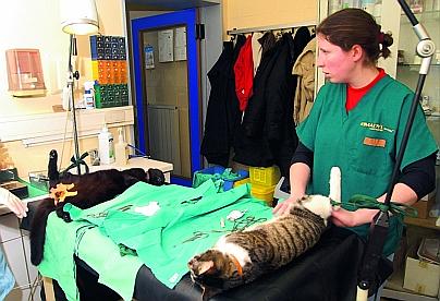 (Belgique-Namur) La stérilisation des chats démarre!! 20070310