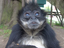 Un singe-araignée est tué et une autre enlevé 20080511