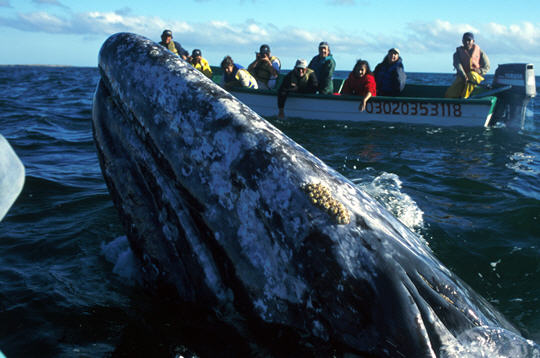 Russie: un futur oléoduc à Sakhaline menace la baleine grise 611