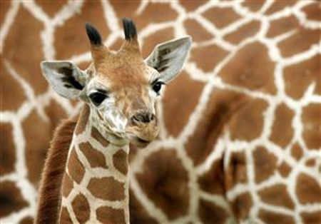 (B)Naissance d'un bébé girafe au Monde Sauvage d'Aywaille 8604810