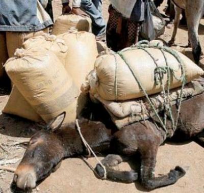 Pakistan: Le calvaire des animaux... "une bien triste vie" Anne612