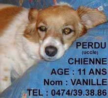 (Belgique-Bruxelles) Un chien âgé de 11 ans a disparu Art_5610