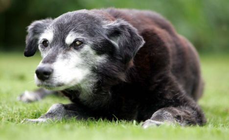 Le plus vieux chien(ne) au monde : 29 ANS Articl11