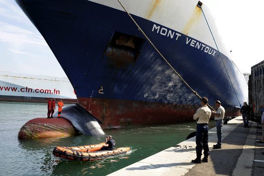Une baleine coincée dans un cargo à Marseille  Balein14