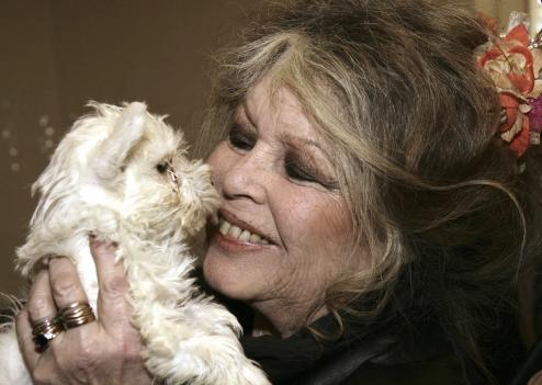 Brigitte Bardot peut passer par la case prison !! Bb_chi10