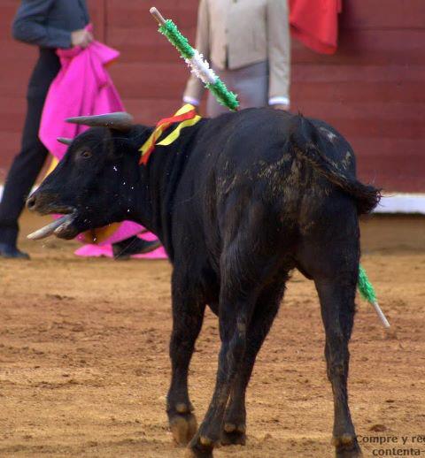 Un enfant taureau, honteux, pauvre petit taurillon ! Bebeto10