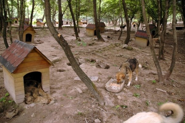chiens de Beykoz, Turquie, UN NOUVEAU PAS DANS L'HORREUR Bey21010