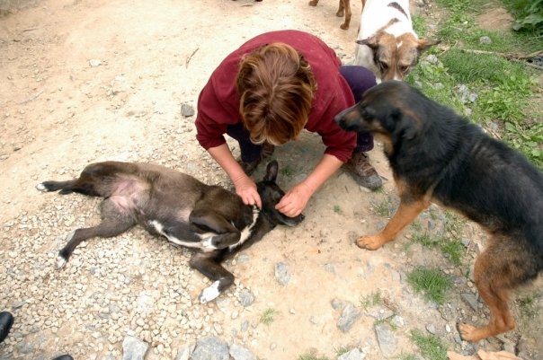 chiens de Beykoz, Turquie, UN NOUVEAU PAS DANS L'HORREUR Bey51010