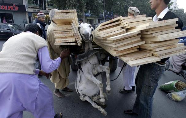Pakistan: Le calvaire des animaux... "une bien triste vie" Cheval23