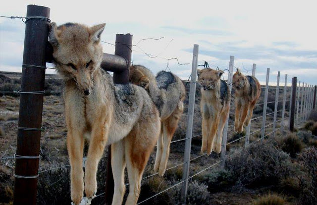 Cette photo a été prise en Espagne. Chiens13