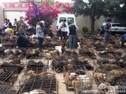 DE COURAGEUX CHINOIS SAUVENT 505 CHIENS  Chine110